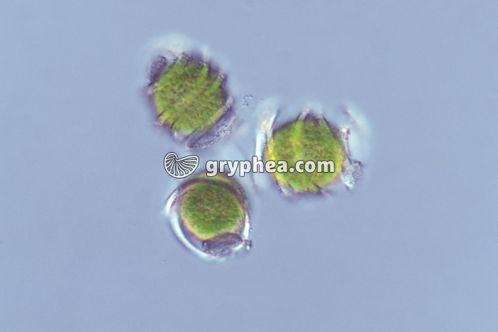 Prêle - Spores avec leurs élatères enroulées x100 - gryphea.com